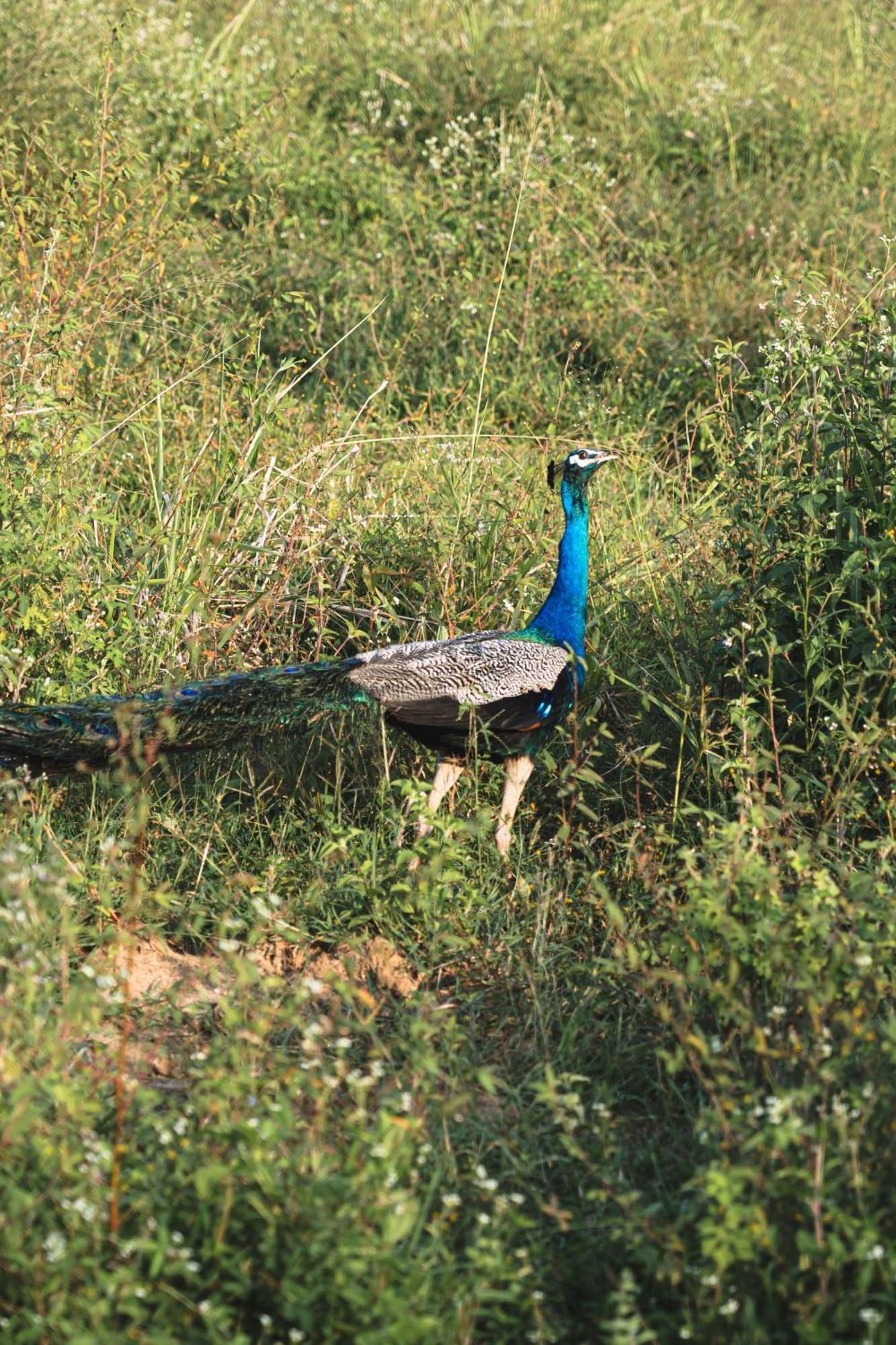 Sundaras Sigiriya Jungles Caves Resort Dambulla Zewnętrze zdjęcie